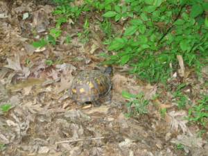 turtle on the path